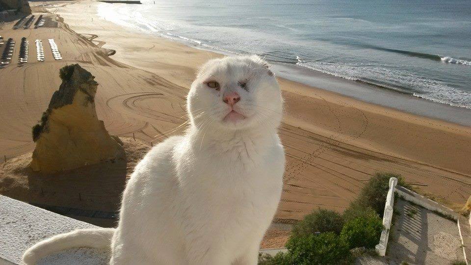 Mr No Ears - the street cat from Albufeira