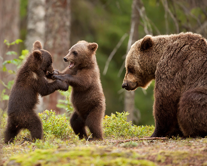 Wildlife in Finland