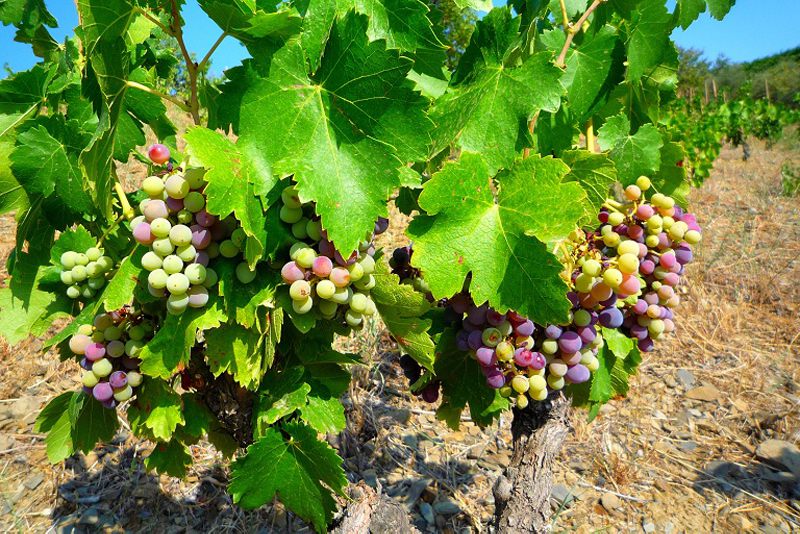 Spanish Grapes New Year Tradition