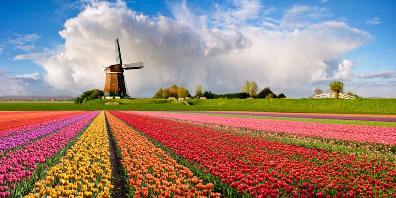 Holland the Netherlands Windmill Tulips