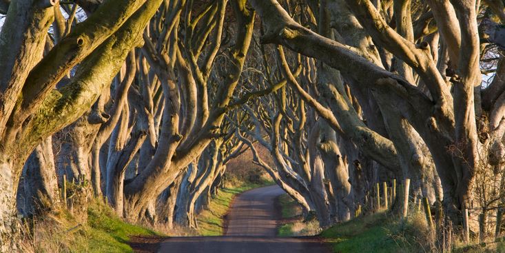The Dark Hedges