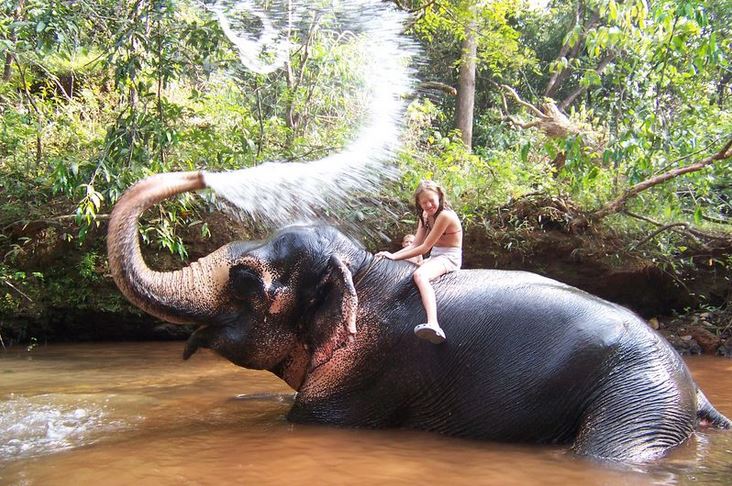 Elephants Goa