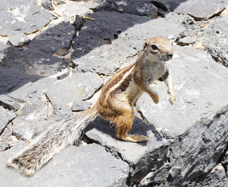 Mountain squirrel