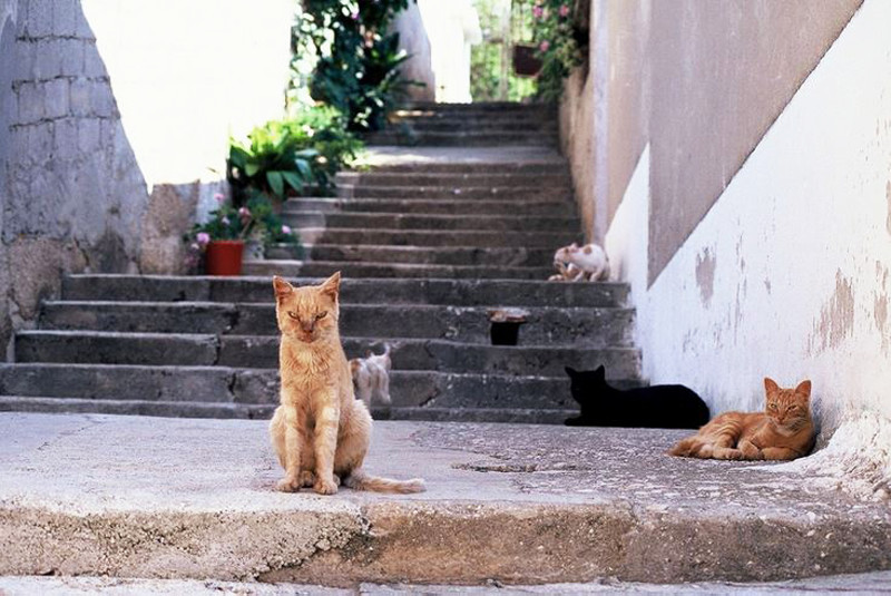 Cats in Croatia