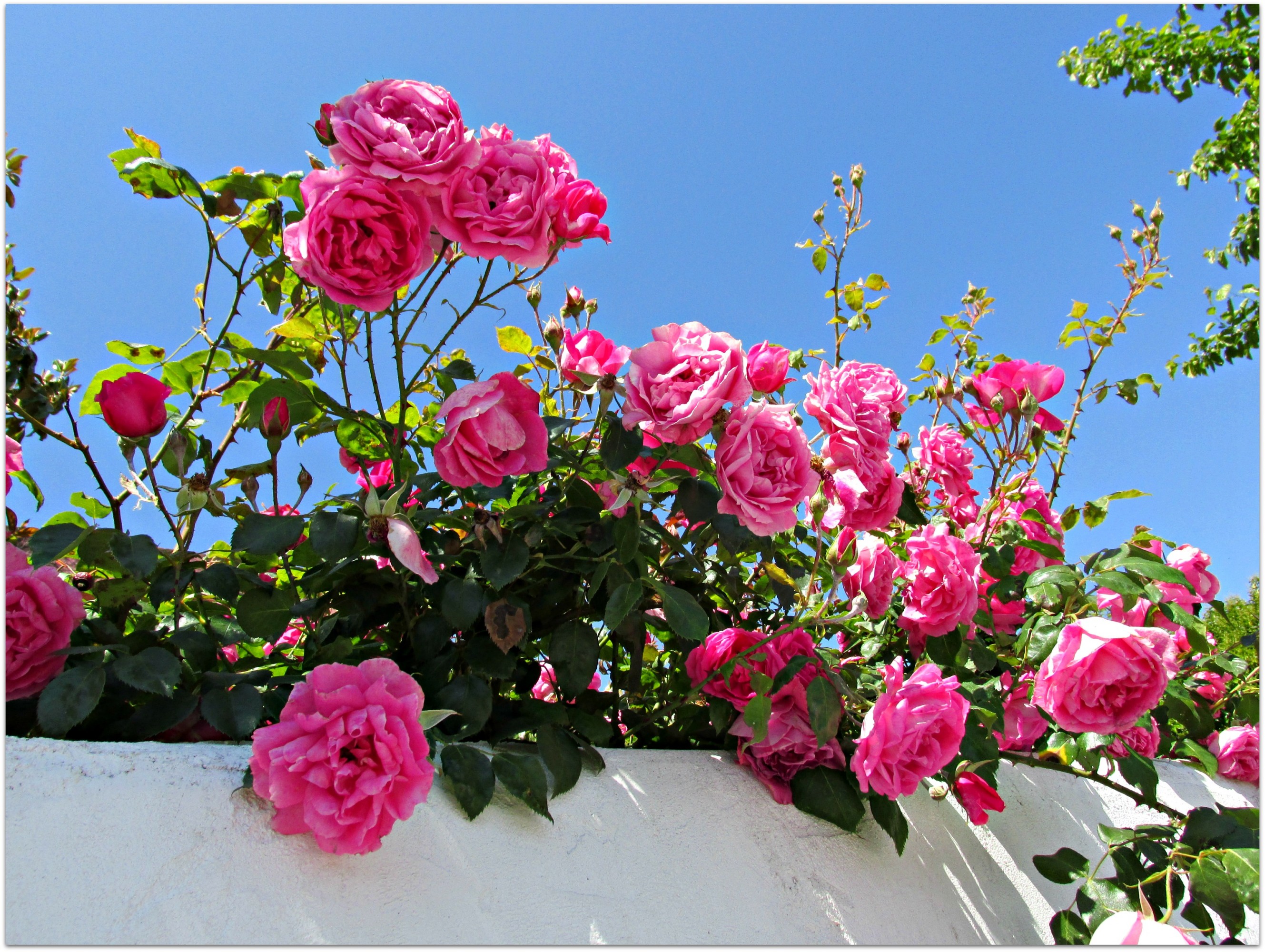 spanish roses