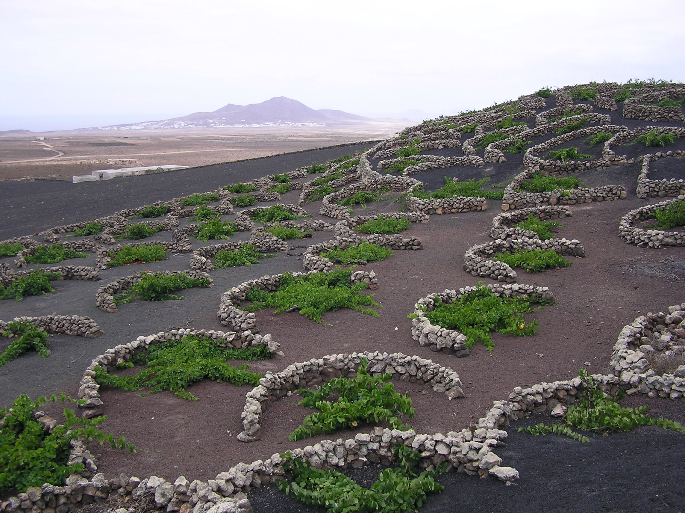 Lanzarote wine