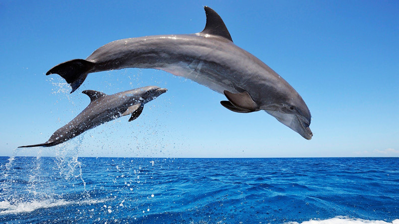 dolphins watching beach boat in Tenerife, Spain